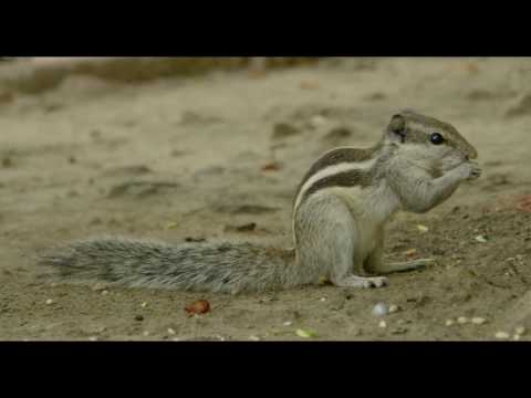 [Wikipedia] Funambulus