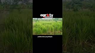 Download lagu CARA TERNAK DOMBA UNTUK PEMULA #ternakdomba #suksesbeternakkambing mp3