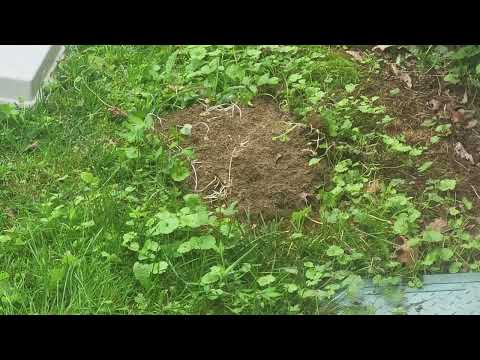 In-Ground Yellow Jackets Nest Disturbing Homeowners in Kingston, NJ