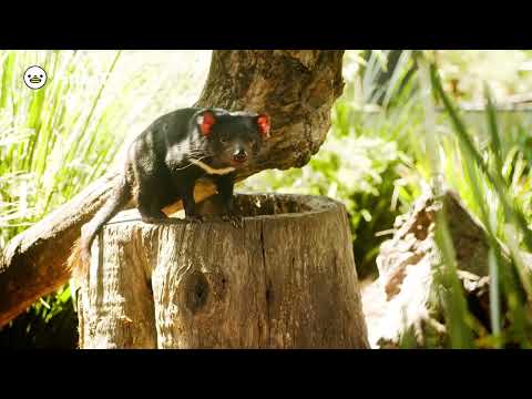 タスマニアデビルを動画で見てみよう！ | インターネット動物園