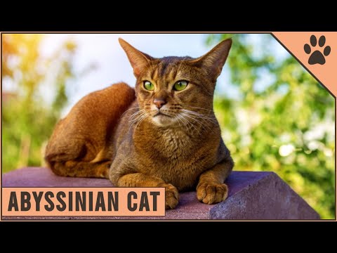 Abyssinian Cat | Everything You Need To Know