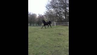 Video von Cristalmé