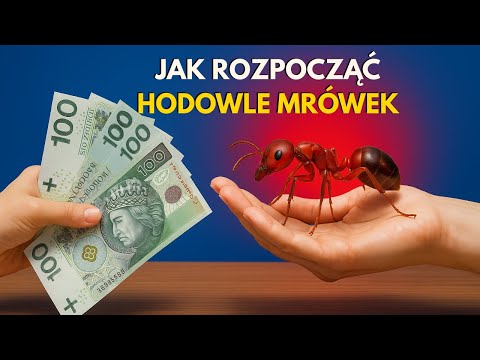Jak zacząć hodowlę Mrówek. Poradnik dla Początkujących