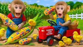 Download lagu Monyet Lila panen jagung pelangi bersama adik monyet dan ayam mp3