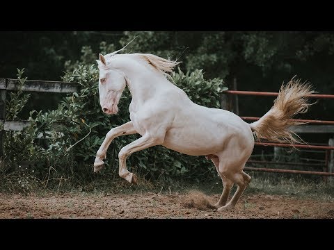 Horse for Sale | Cremello Piro Free 5YO Lusitano Stallion (REF#417)