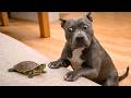 Funniest Animal Videos 😂 When Things Get Wild Real Fast DEFAULT Thumbnail