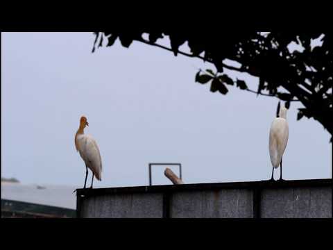 Music Video - Ondu Baari Nalle