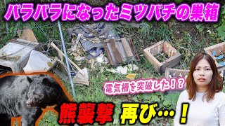【衝撃映像】電気柵を突破！？ニホンミツバチの巣箱を熊が襲撃...！