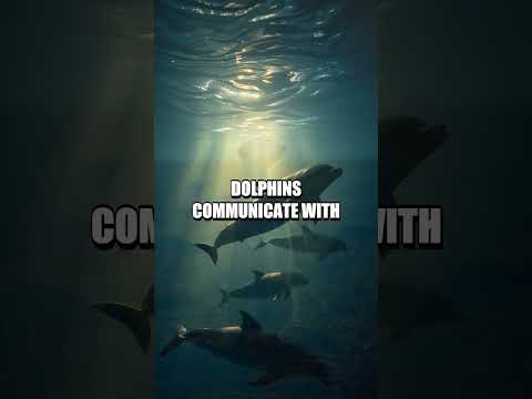 Whispers of Micro Marvels in the Animal Kingdom