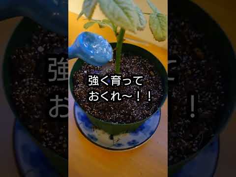  11月にはどんな挿し木をすればいいでしょうか？春のカラフルな庭のために切るすべての植物  庭園