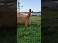 Sunny Bites Kitty Tail Cow Shorts Cat Baby Cute
