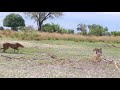 Cheetah Vs Leopard