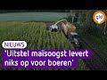 Uitstel van de maïsoogst komt te laat voor veel boeren
