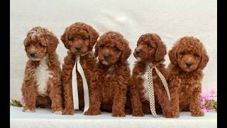 Video preview image #1 Irish Doodle (Miniature) Puppy For Sale in NEWMANSTOWN, PA, USA