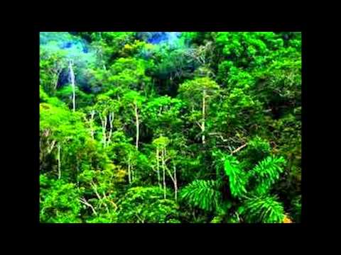 Hutan Hujan Tropis Indonesia