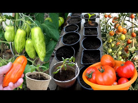 , title : '🌱🍅 Tomaten anbauen im Gewächshaus, Folienhäuschen 🍅🍅 Tomaten Anbau Aussaat bis Ernte 🍅 Tomaten säen'