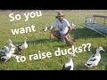 How To Five Tips For Raising Healthy Ancona Ducks