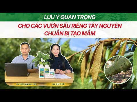 LƯU Ý QUAN TRỌNG CHO VƯỜN SẦU RIÊNG TÂY NGUYÊN KHI CHUẨN BỊ TẠO MẦM