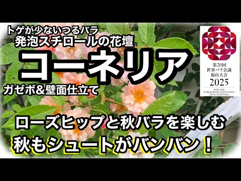 つるバラの茂みがパーゴラを飾る