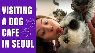 Korean Dog Cafe in Seoul, Korea