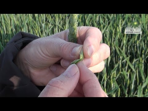 155. Feldexkursion: Wann sind Maßnahmen gegen Fusarium nötig? - NU Agrar, 26.05.2020