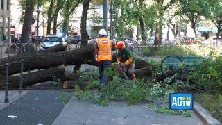 Milano, olmo crolla e ferisce tre persone: era monitorato