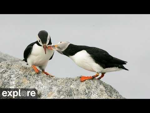 Live webcam view of Puffin Burrow Exterior Cam
