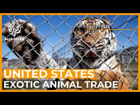 What’s behind the US trade in exotic animals? | The Bottom Line