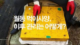 꿀벌 월동 먹이주기 이후 관리는 어떻게 할까? 월동 사양 후 관리하기