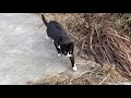 This Scared Tuxedo Kitten Was Meowing Badly Because Of Hunger