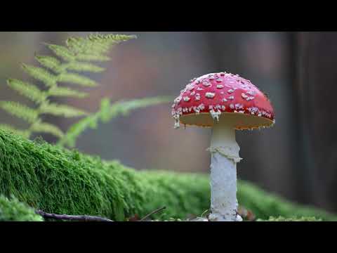 Mushroom Light Painting Tutorial: intro shoot