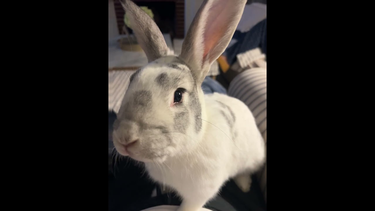 Walter and Ruth - exceptionally sweet bonded pair, a Adoptable New Zealand in Charlotte, NC video 5/6