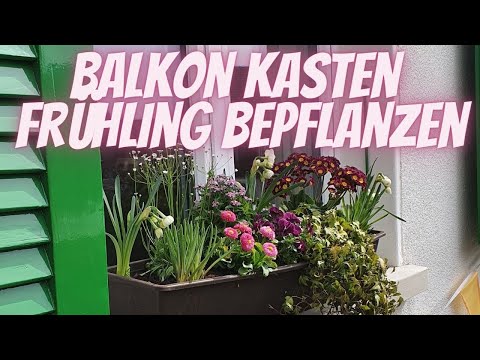 , title : 'Balkonkasten Frühling bepflanzen - DIY Anleitung für eine einfache Frühlingsbepflanzung'