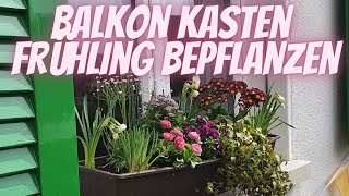 Balkonkasten Frühling bepflanzen - DIY Anleitung für eine einfache Frühlingsbepflanzung