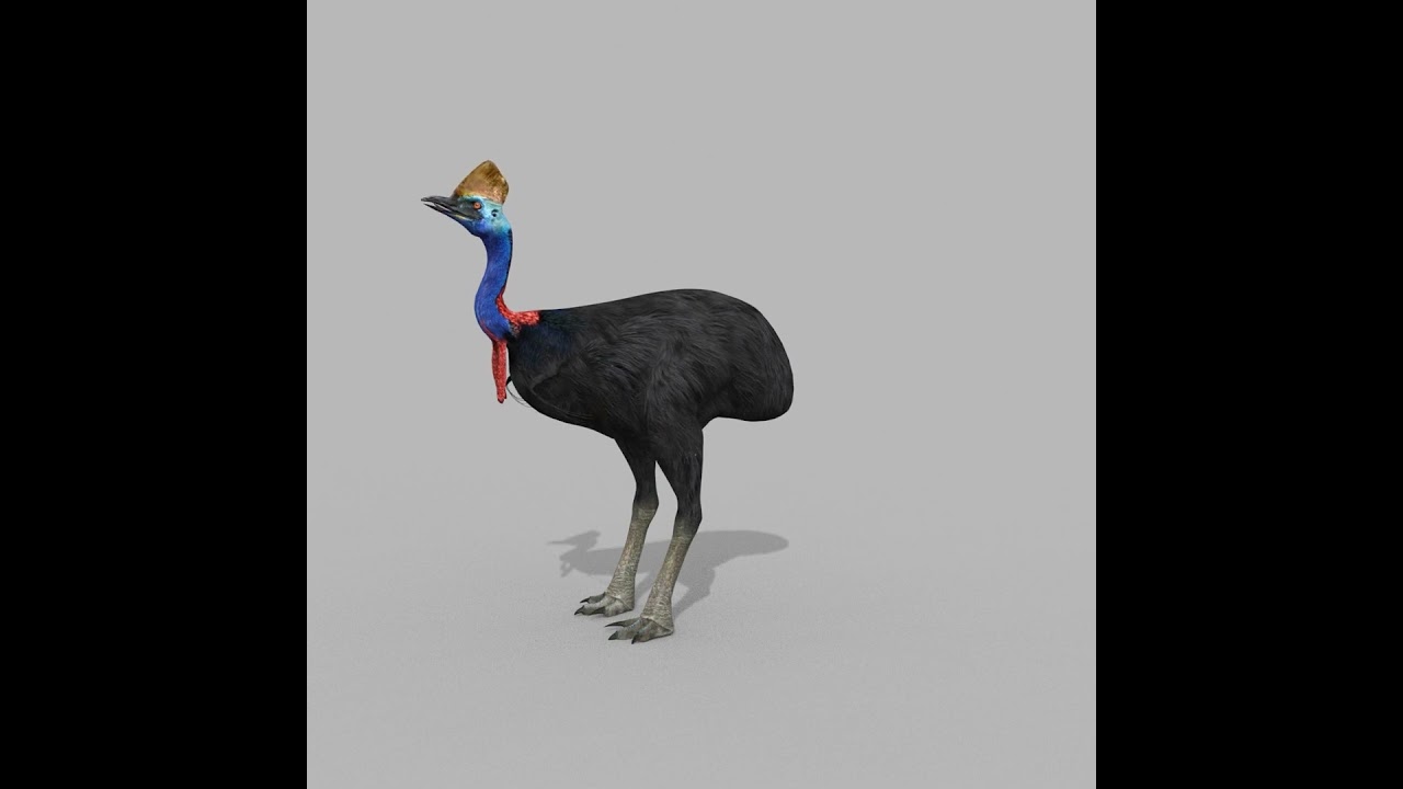 Most Real Cassowary 8K - 3d animated model 3D Model