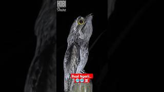 Download lagu Suara Misterius: Kicauan Burung Hantu Merinding dengan Keseramannya! mp3 Download lagu Suara Misterius: Kicauan Burung Hantu Merinding dengan Keseramannya! mp3