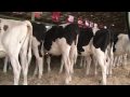 Full 1080 Joleanna Holstein Sale Part 2