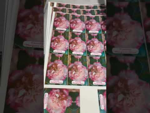 Ryobi 520gx+L P251218013