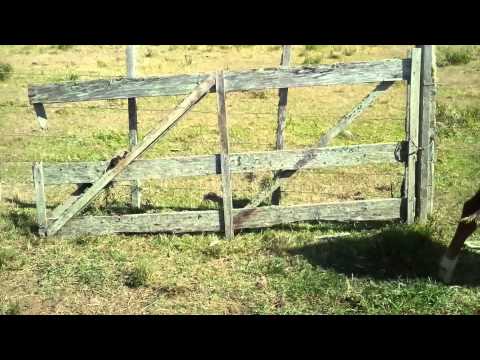 En Venta Novillos de 1 a 2 Años.