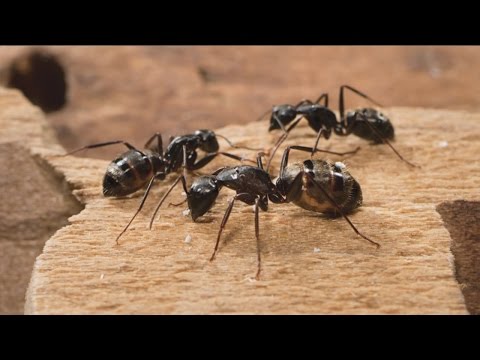 YouTube video about: How to get ants out of carpet?
