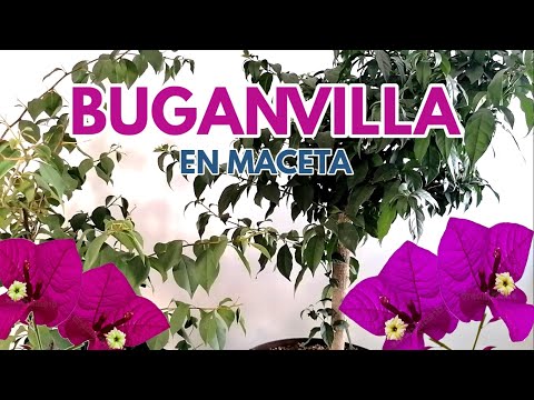, title : 'buganvilla en maceta cuidados y cultivo chuyito jardinero'