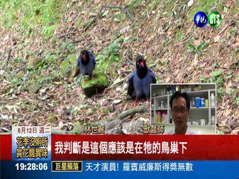 藍鵲外柔內剛 攻擊臭青母不留情