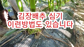 [배추재배방법] 배추 심는방법 괴산절임배추 심기
