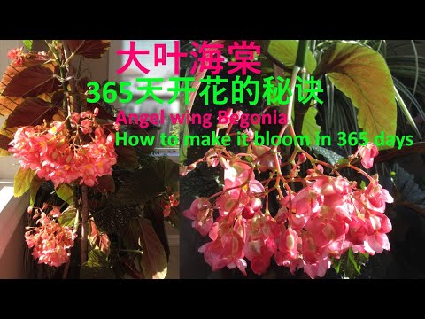 海棠開花