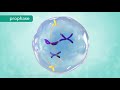 M Phase Of The Cell Cycle
