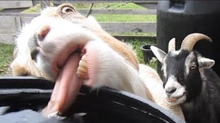 Funniest Animals 2025 😂 | Cute Cats, Funny Dogs & Hilarious Pet Moments Compilation