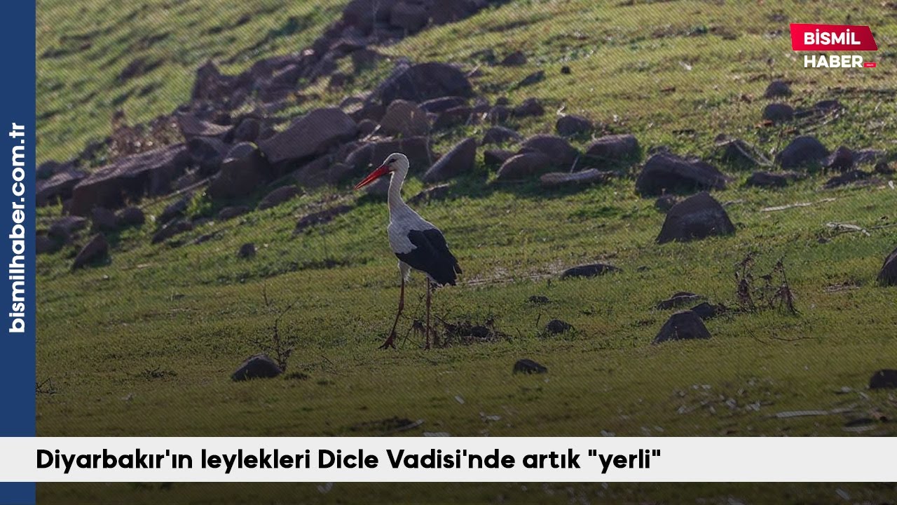 Diyarbakır'ın leylekleri Dicle Vadisi'nde artık "yerli" - Bismil Haber