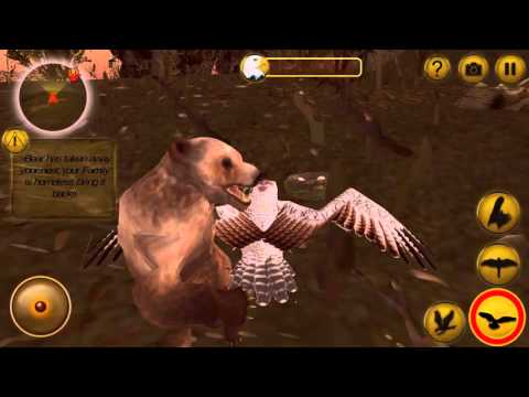 American Falcon Wild Sim 2016 Video