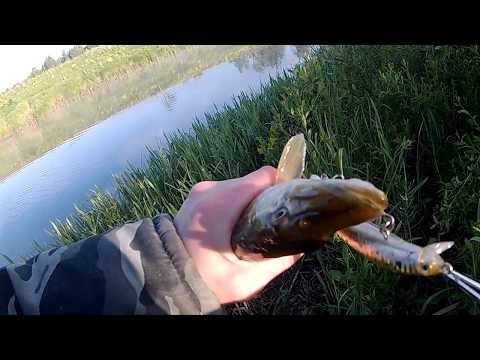 Поклевка щуки на воблер. Pike on a wobbler