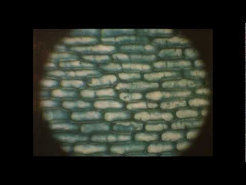 Kaadris: Noorelt õpitud